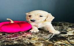 Miniature Dachshund dogs for sale: Cream Litter 5 Star Breeder ⭐️⭐️⭐️⭐️⭐️  - Image 8