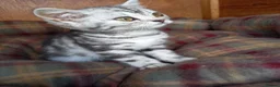 British Shorthair cats for sale: Super GCCF registered kittens  - Advert 7