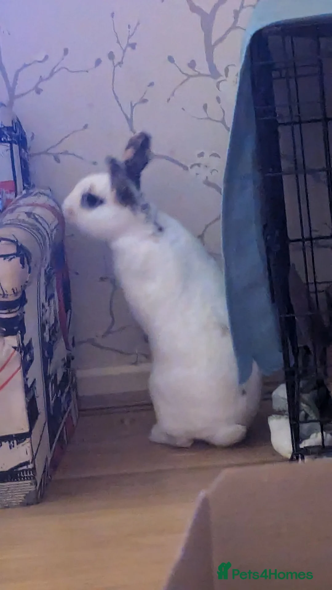 Mixed Breed rabbits for sale: Amazing Rabbit Needs New Home in Huntingdon - Advert 4