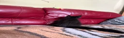 Maine Coon cats for sale: Gccf registered Maine coon kittens - Advert 8