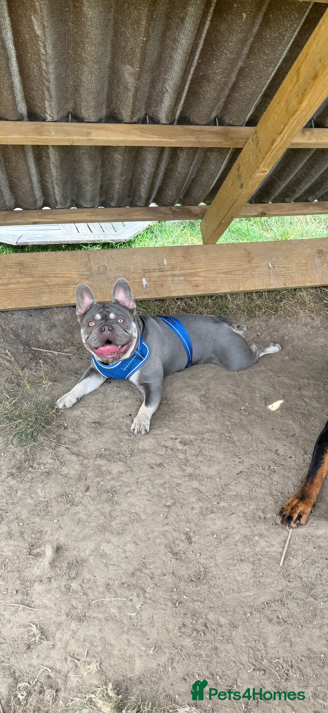 French Bulldog dogs for stud: French bulldog male stud  - Image 2