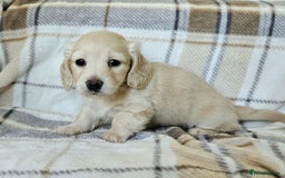 Miniature Dachshund dogs for sale: Mini dachshunds, long haired cream girls - Image 4
