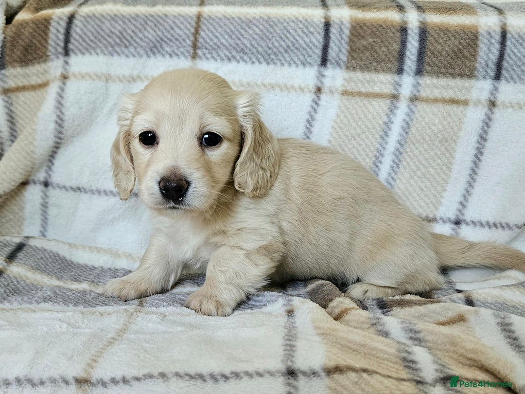 Miniature Dachshund dogs for sale: Mini dachshunds, long haired cream girls - Image 4