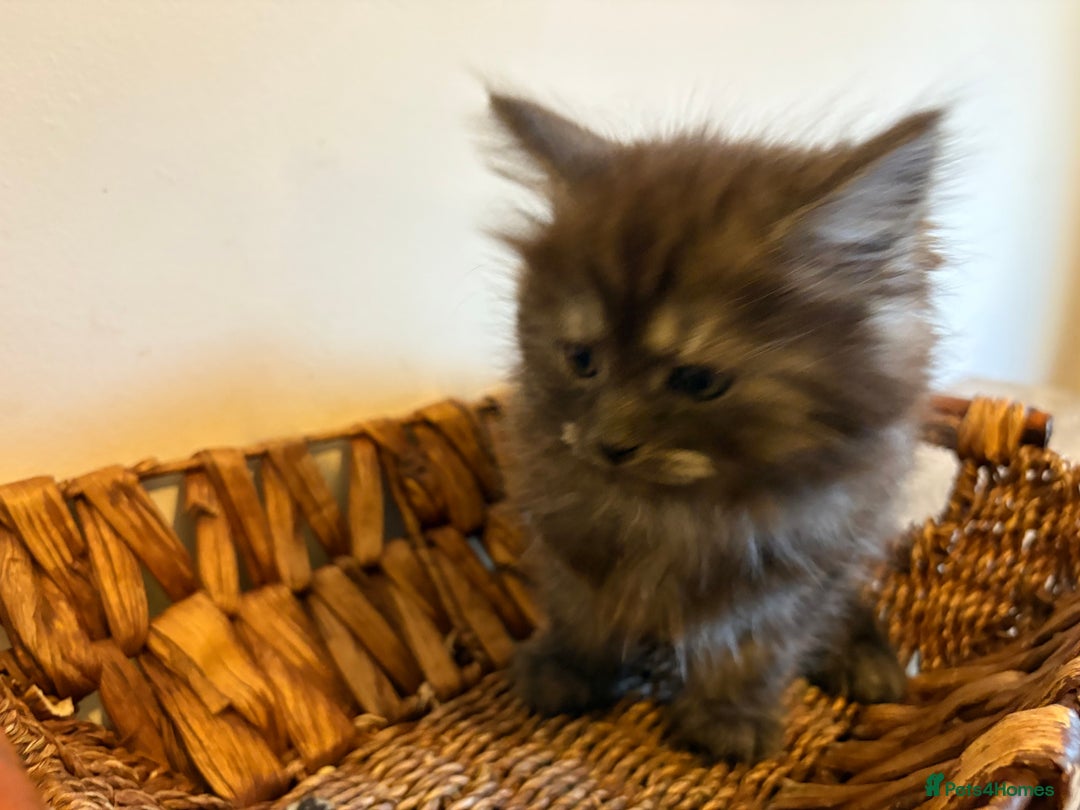 Maine Coon cats for sale: 🐾 Russian Maine Coon Kittens – TICA Registered 🐾 - Image 6