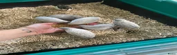 Quail poultry for sale: 5 Pairs of Adult Button Quail (pls read all info) - Advert 14