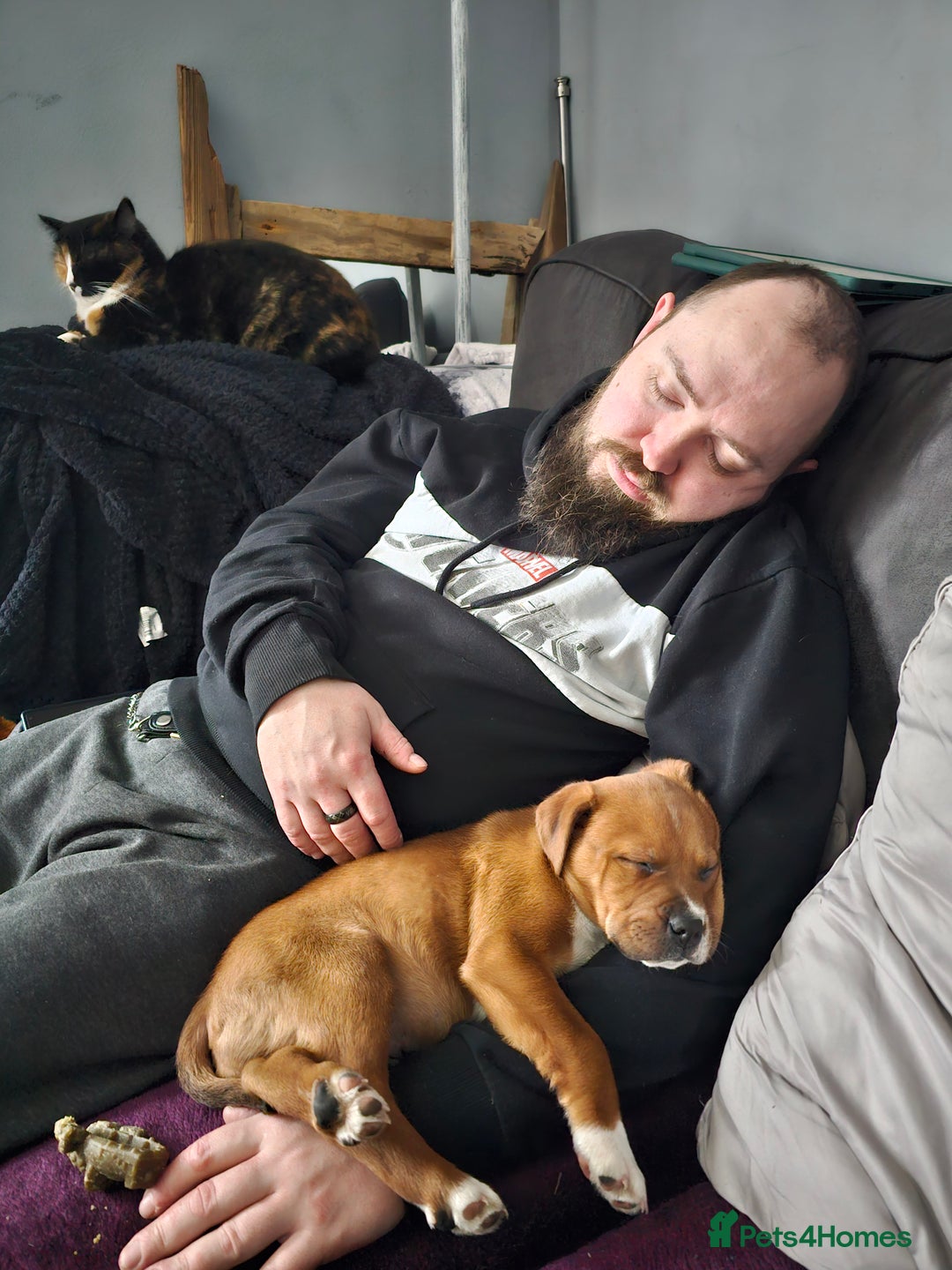 Mixed Breed dogs for sale: Male Staffy  ** tiff x Ridgeback 1 year old - Advert 22