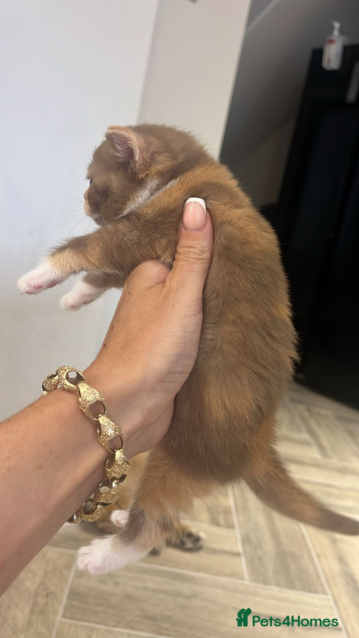 British Shorthair cats for sale: 🏆Gccf Cinnamon tortie Fawn Red bi colour 🏆 - Advert 8