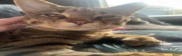 Savannah cats for sale: F3 Savannah male for sale  - Advert 4