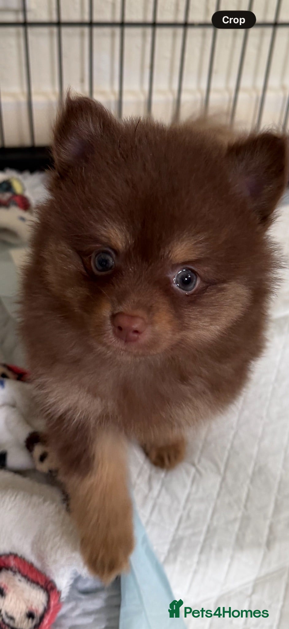 Pomeranian dogs BEAUTIFUL POMERANIAN PUPPIES - Advert 2