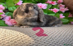 Mini Lop rabbits for sale: Mini lops  7 weeks old - Image 3