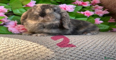 Mini Lop rabbits - Advert 7
