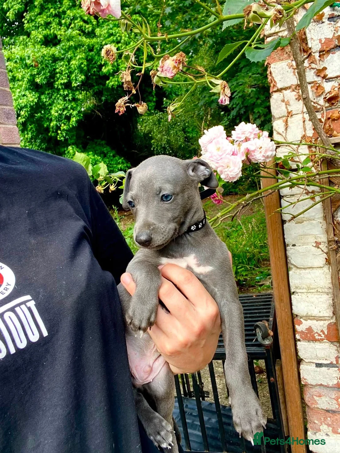 Mixed Breed dogs for sale: Whippet x Italian greyhound in Southampton - Advert 10