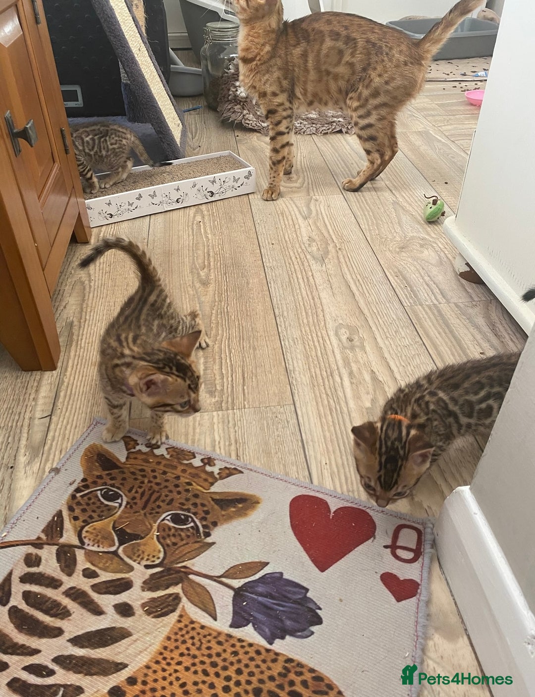 Bengal cats for sale: Beautiful 💜 Health tested TICA Bengal kittens  - Image 14
