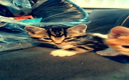 Mixed Breed cats for sale: Mixed maincoon - Image 2