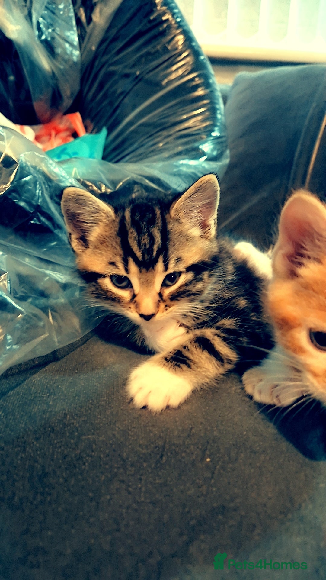 Mixed Breed cats for sale: Mixed maincoon - Image 2