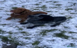 Cocker Spaniel dogs for sale: Stunning cocker spaniels for sale - Image 15