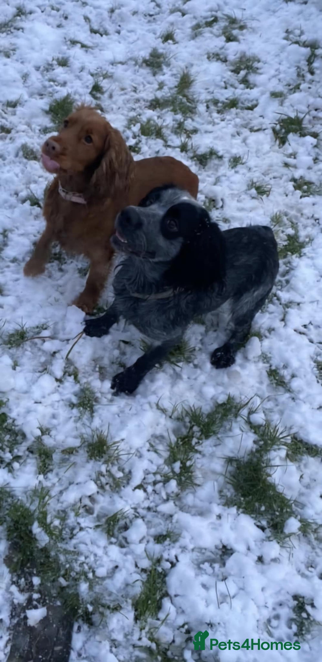 Cocker Spaniel dogs for sale: Stunning cocker spaniels for sale - Image 15