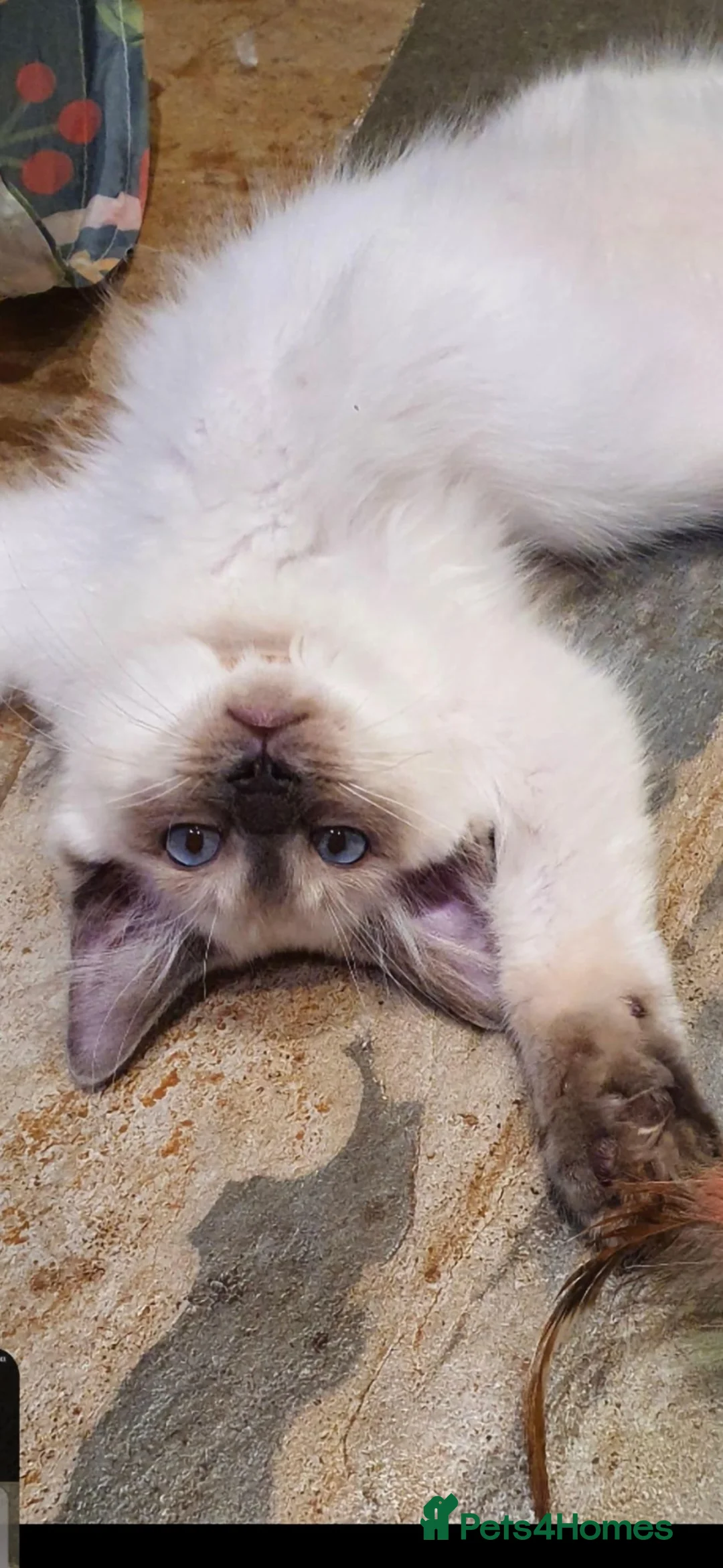 Ragdoll cats for sale: Blue point ragdoll kitten  in Walton-on-Thames - Advert 8