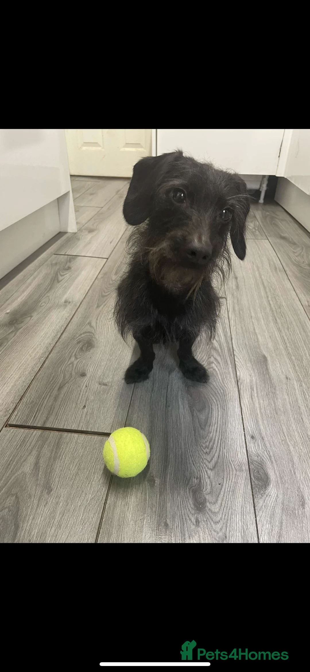 Dachshund dogs for sale: Wire Haired Dachshund - Dougie/Douglas - Advert 2