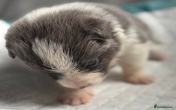 Border Collie dogs for sale:  Long Haired KC Reg Border Collie puppies for sale - Image 27
