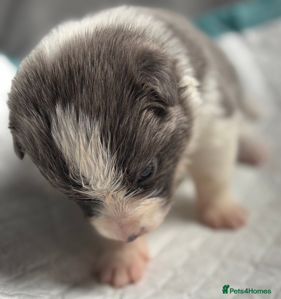 Border Collie dogs for sale:  Long Haired KC Reg Border Collie puppies for sale - Image 27