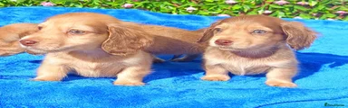 Miniature Dachshund 2