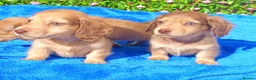 Miniature Dachshund dogs for sale: FULLY VAX "TALLY" MINI LH  KC REG PRA CLEAR - Advert 28