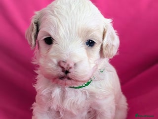 Maltipoo dogs Beautiful Toy Maltipoo Puppy - Advert 16