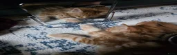 Maine Coon cats for sale: Five Beautiful Maine Coon Kittens - Advert 23