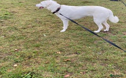 Mixed Breed dogs for adoption: Meet KERA !  A lovely girl - for a Loving Home - Image 32