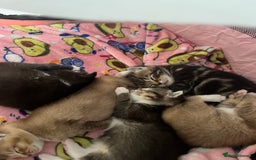 British Shorthair cats for sale: 5 beautiful British shorthair kittens - Image 15