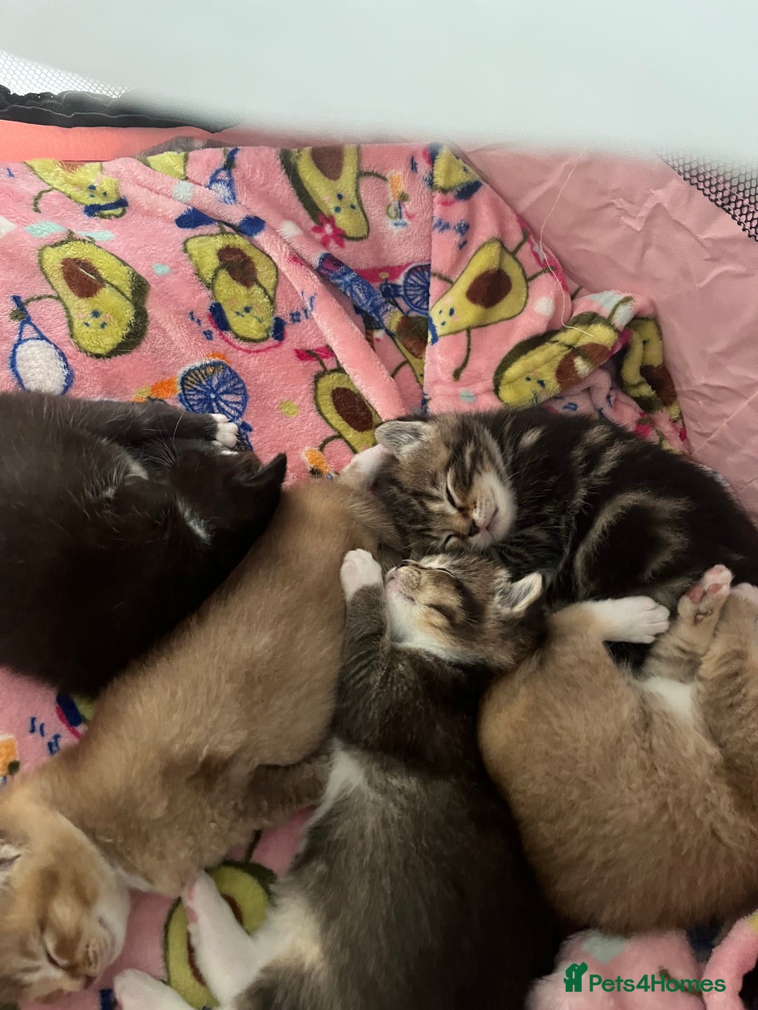British Shorthair cats for sale: 5 beautiful British shorthair kittens - Image 15