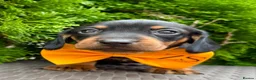 Dachshund dogs for sale: Miniature Dachsund Pups - Advert 5
