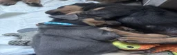 Rottweiler dogs for sale: Stunning pups 3 rare - Advert 4