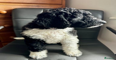 Mixed Breed dogs in Sheerness - Advert 3