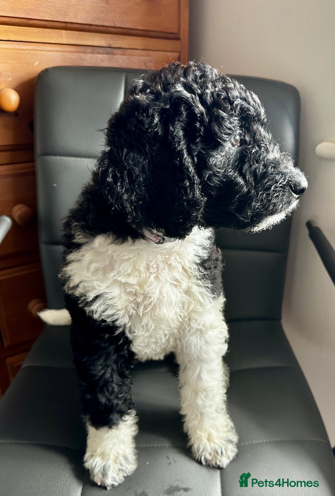 Mixed Breed dogs for sale: 🐾 St Beradoodle Puppies Health Tested Parents 🐾 in Sheerness - Image 3