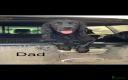 Cocker Spaniel dogs for sale: Cocker Spaniels For Sale - Image 16