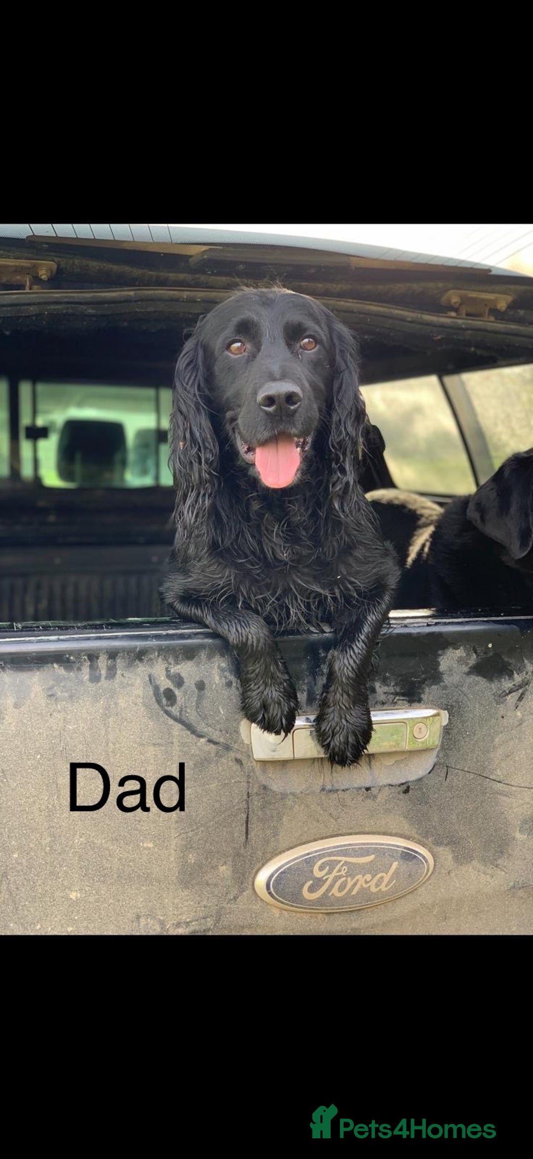 Cocker Spaniel dogs for sale: Cocker Spaniels For Sale - Image 16