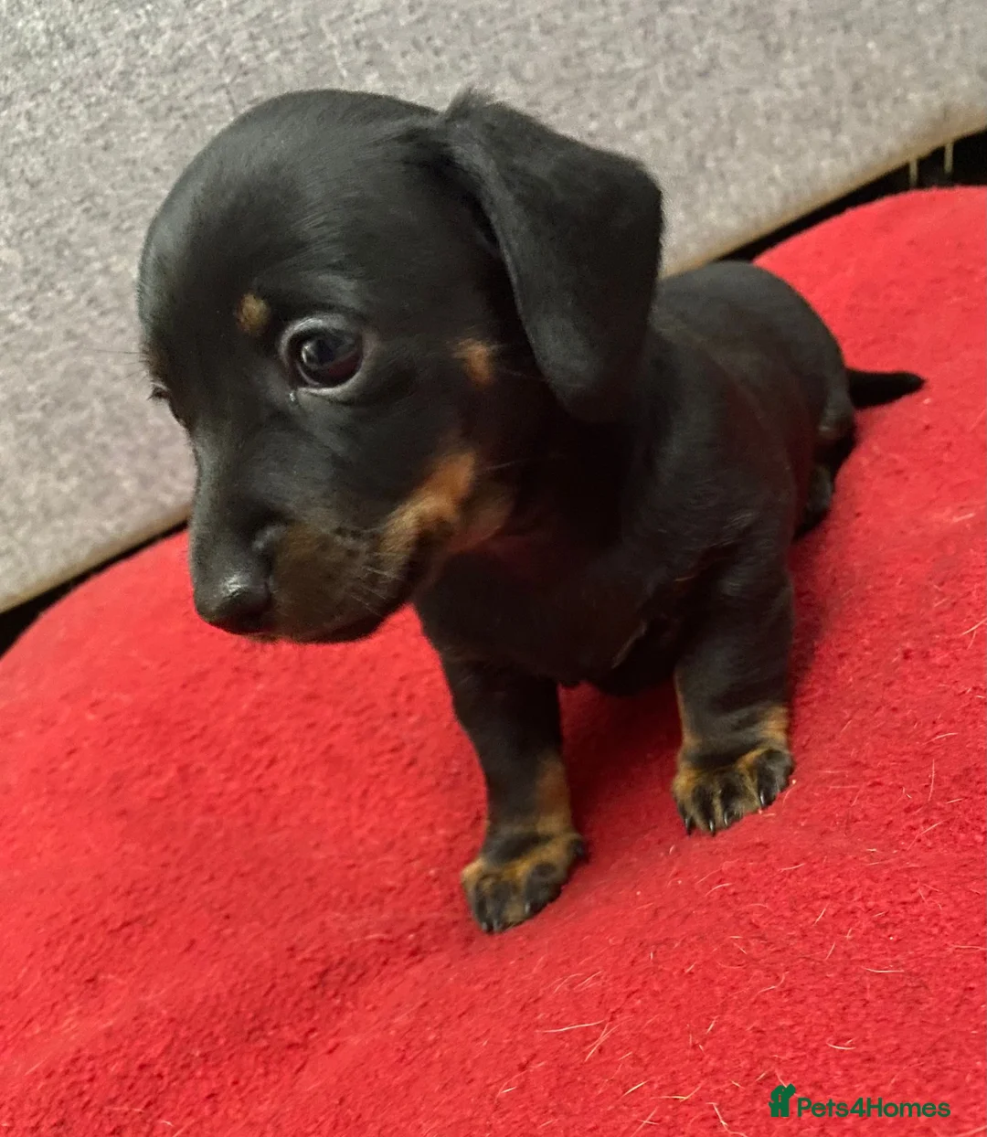 Miniature Dachshund dogs for sale: Beautiful Daches  - Advert 6