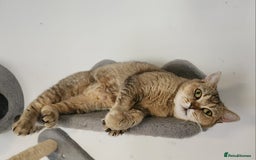 British Shorthair cats for sale: Active tica registered golden shaded girl  - Image 3