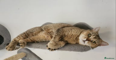 British Shorthair cats - Advert 3