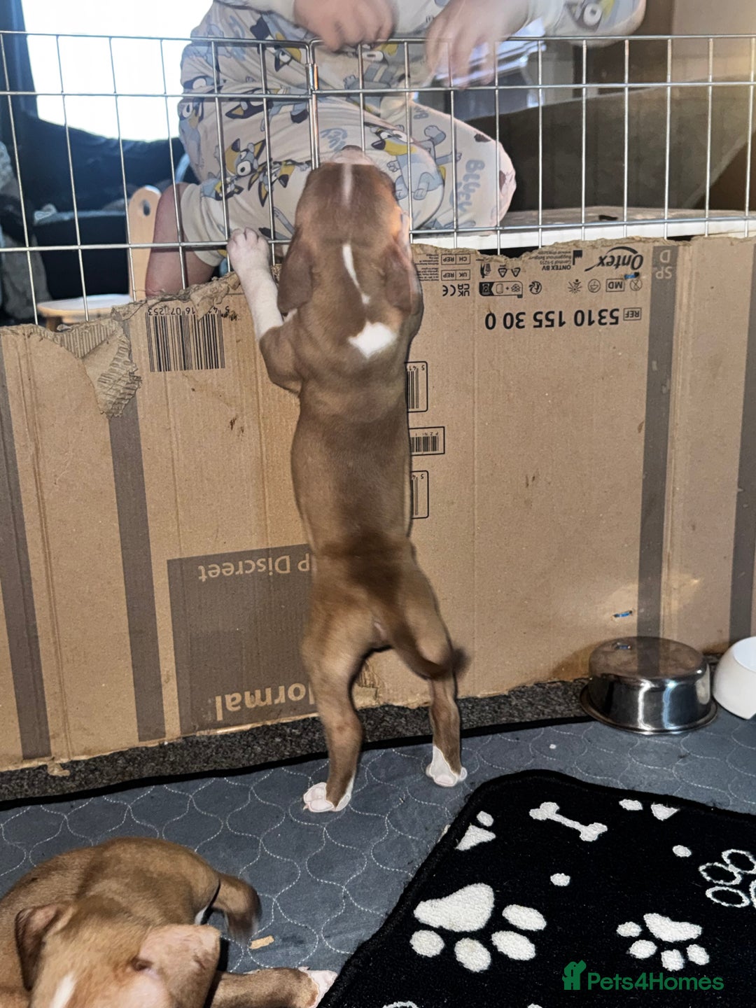 American Bully dogs for sale:  Bully x Staffie pups (2 Boys left) - Advert 12