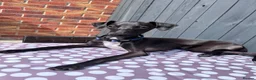Italian Greyhound dogs for stud: Italian Greyhound Stud – KC Registered (Unproven) in Ferryhill - Advert 5