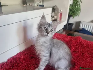 Maine Coon cats Beautiful Maine Coon Kittens READY TO LEAVE - Advert 4