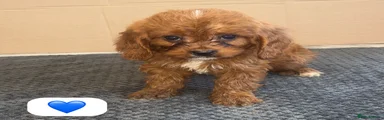 Cavapoo 1