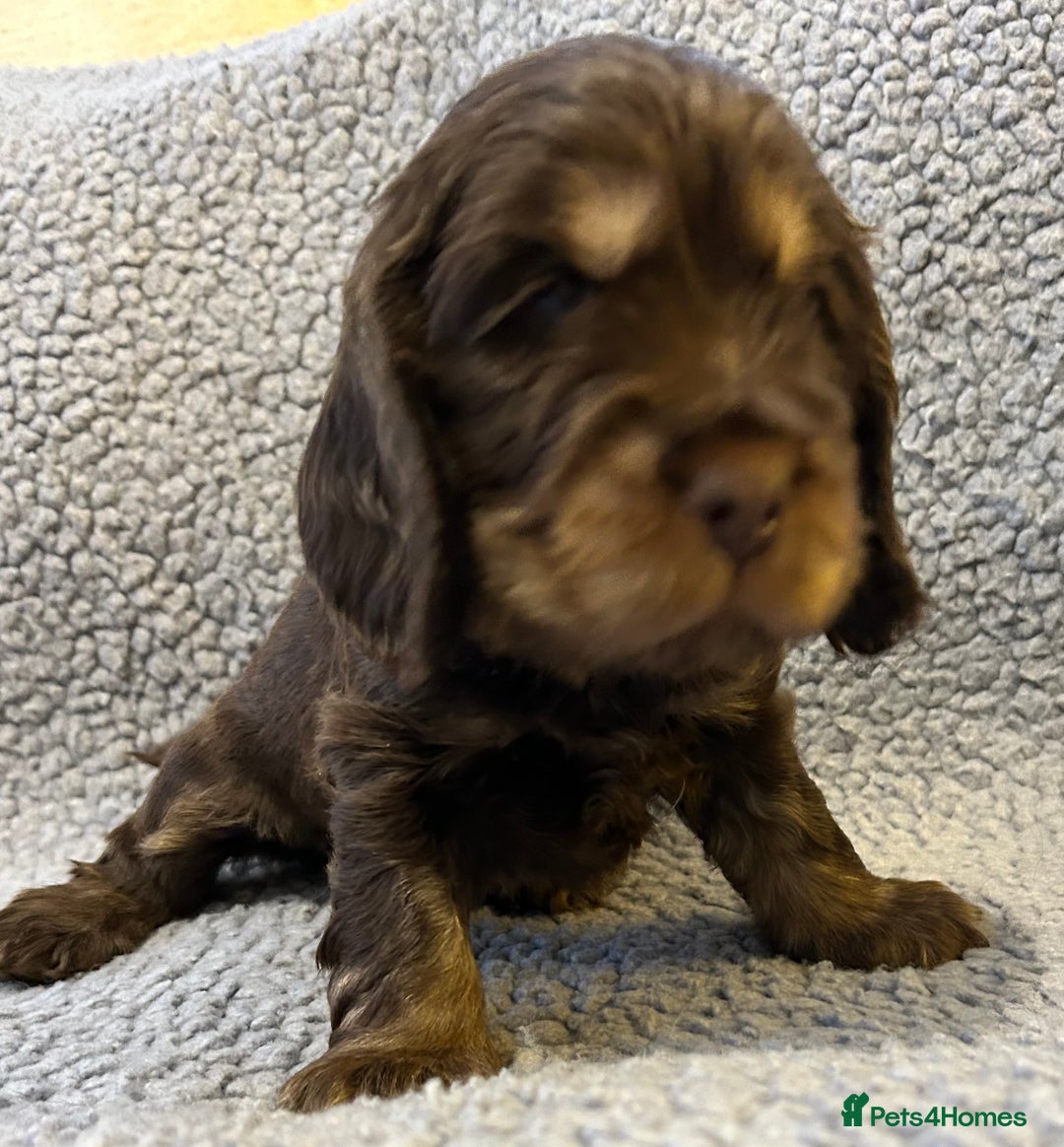 Cocker Spaniel dogs for sale: Beautiful KC English Show Cocker pups. - Advert 11