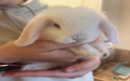Mini Lop rabbits for sale: Mini lop bunnies  - Image 8