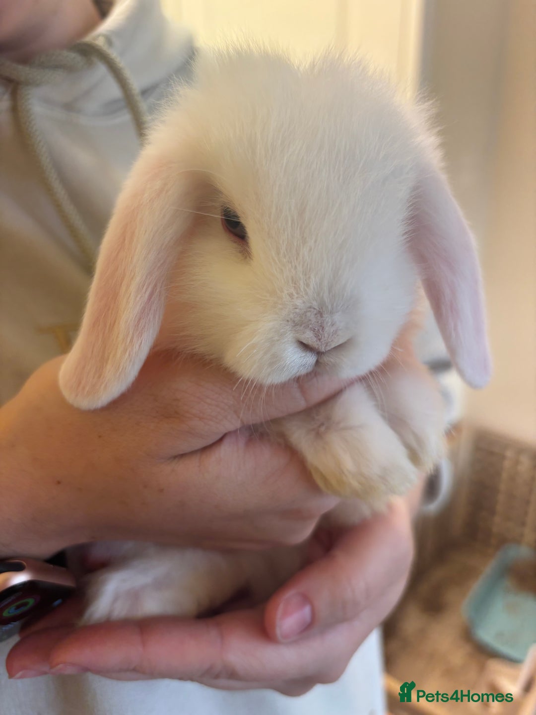 Mini Lop rabbits for sale: Mini lop bunnies  - Image 8