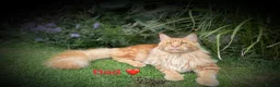 Maine Coon cats for sale: Beautiful Maine coon babies - Advert 10