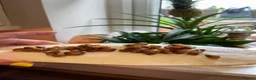 Snails invertebrates for sale: Albino Giant African Land Snails (Achatina Fulica) - Advert 4